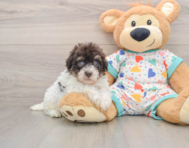 8 week old Havapoo Puppy For Sale - Premier Pups