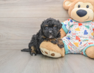 7 week old Havapoo Puppy For Sale - Premier Pups