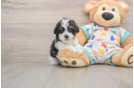 Cute Havapoo Baby