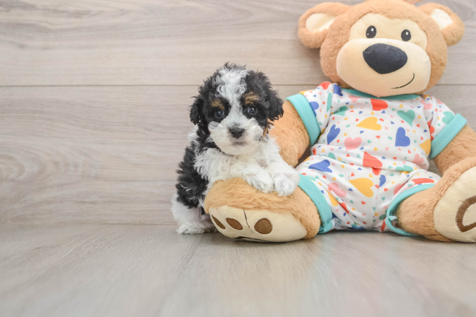 Cute Havapoo Baby