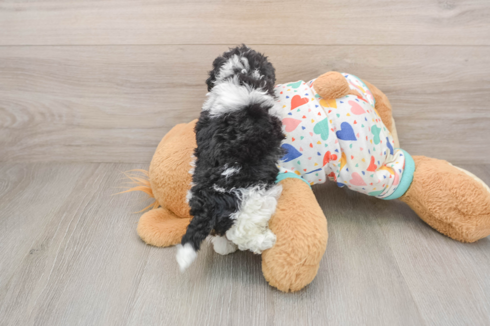 Havapoo Puppy for Adoption