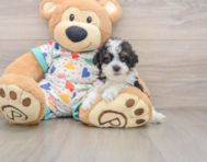 8 week old Havapoo Puppy For Sale - Premier Pups