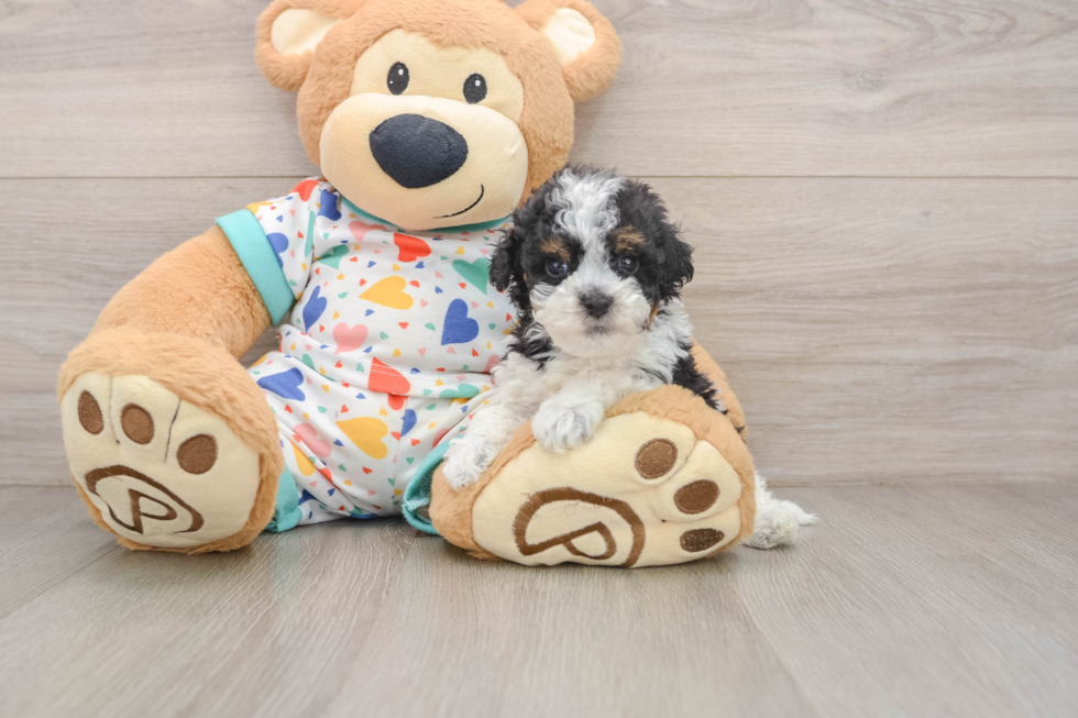 Fluffy Havapoo Poodle Mix Pup