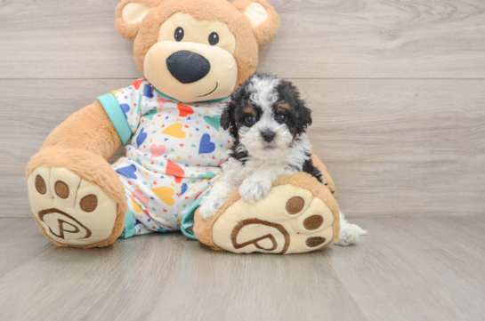 Fluffy Havapoo Poodle Mix Pup
