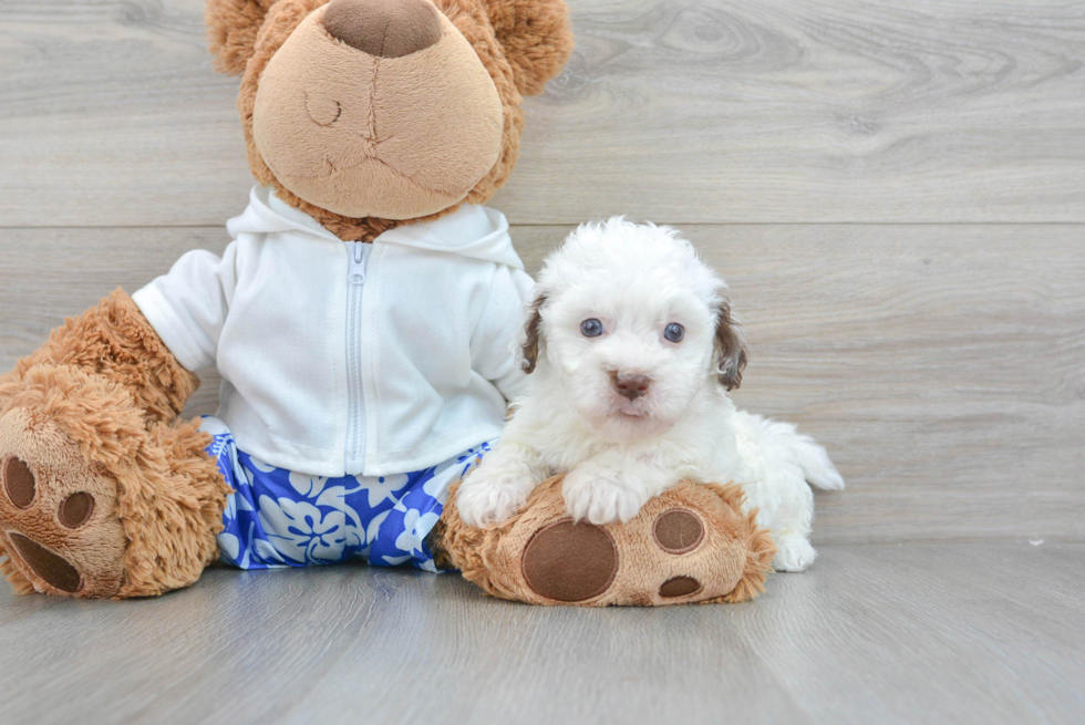 Popular Havapoo Poodle Mix Pup