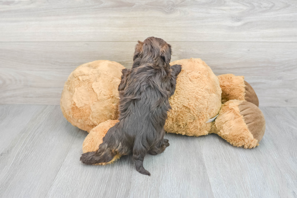 Adorable Havanese Poodle Mix Puppy