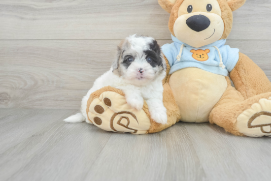 Energetic Havadoodle Poodle Mix Puppy