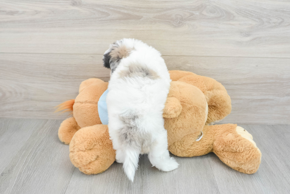 Smart Havapoo Poodle Mix Pup