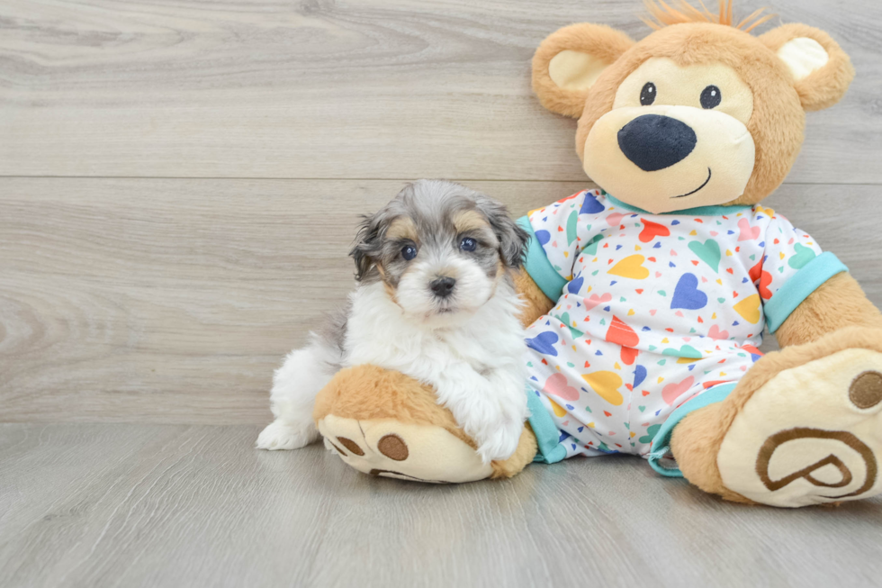 Little Havadoodle Poodle Mix Puppy