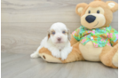 Havapoo Pup Being Cute