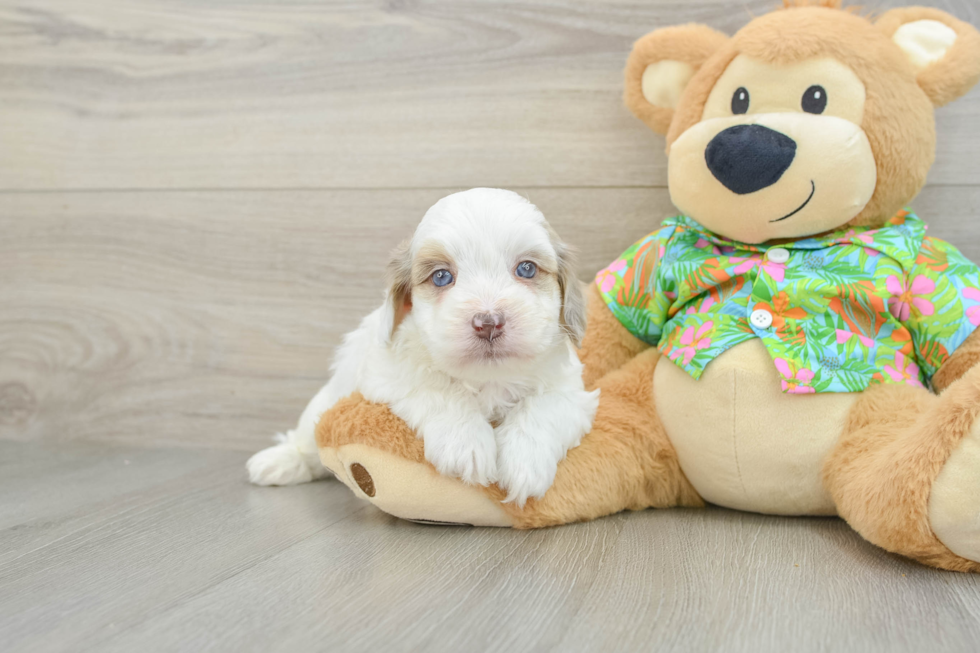 Havapoo Pup Being Cute