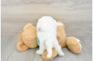 Funny Havapoo Poodle Mix Pup