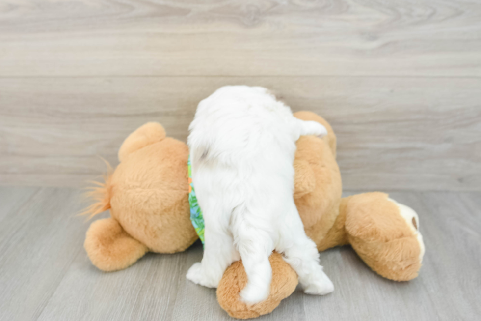 Funny Havapoo Poodle Mix Pup