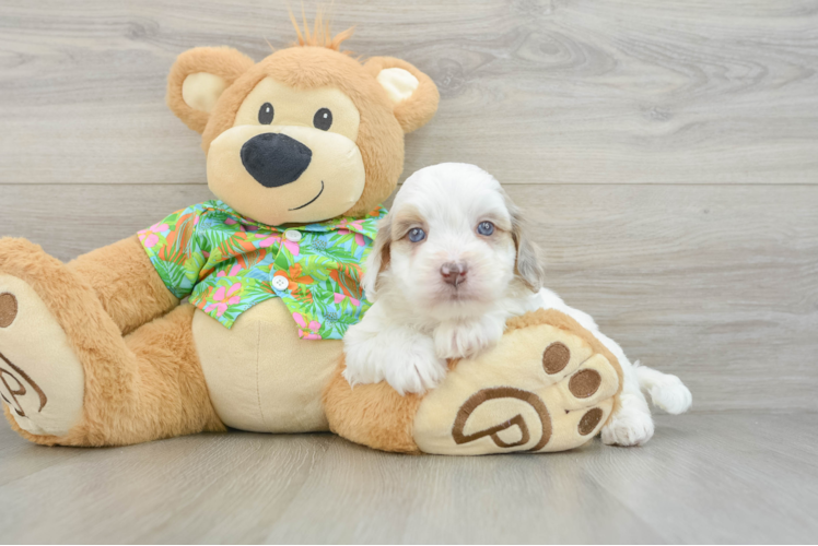 Best Havapoo Baby