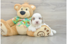 Best Havapoo Baby