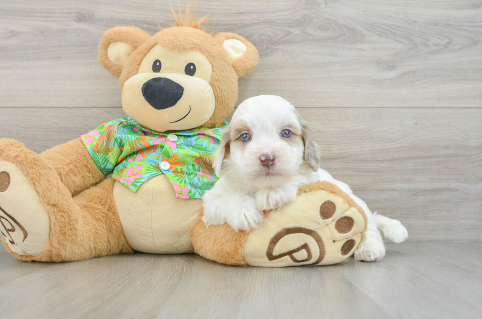 5 week old Havapoo Puppy For Sale - Premier Pups