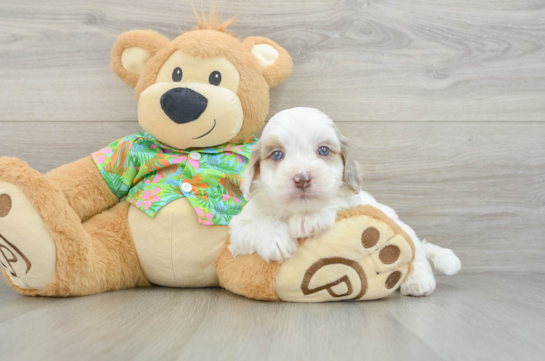 Best Havapoo Baby