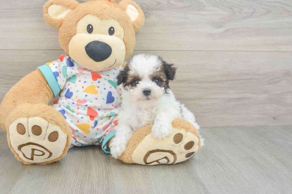 6 week old Havapoo Puppy For Sale - Premier Pups
