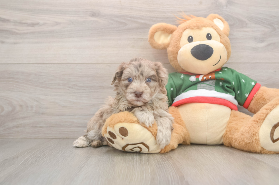 5 week old Havapoo Puppy For Sale - Premier Pups