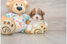 Best Havapoo Baby