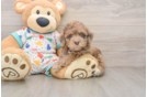 Havapoo Puppy for Adoption