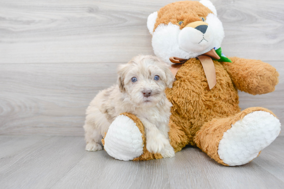 Playful Havadoodle Poodle Mix Puppy