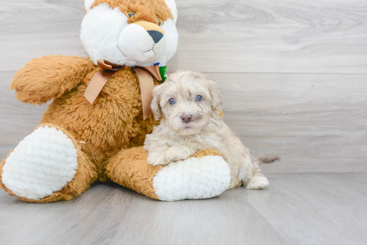 Hypoallergenic Havadoodle Poodle Mix Puppy