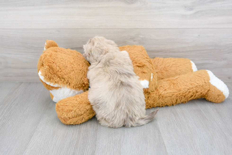 Adorable Havanese Poodle Mix Puppy