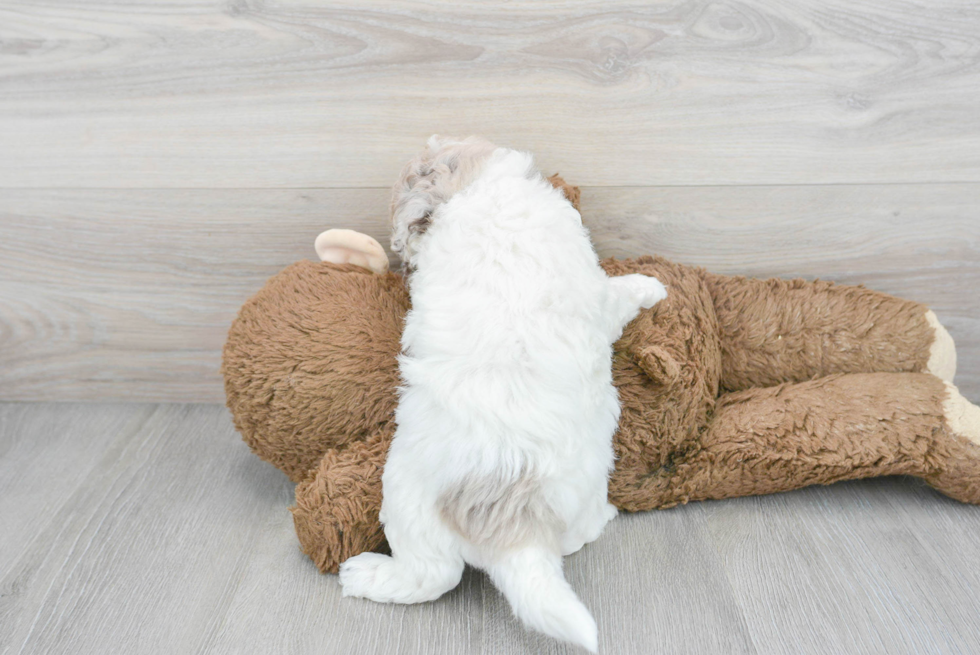 Energetic Havadoodle Poodle Mix Puppy