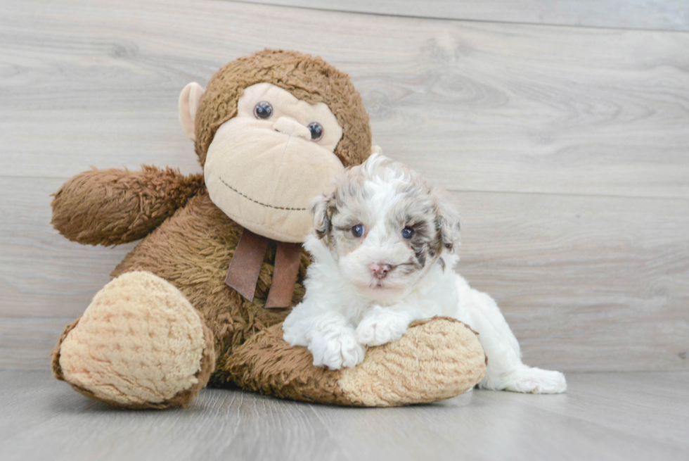 Playful Havadoodle Poodle Mix Puppy