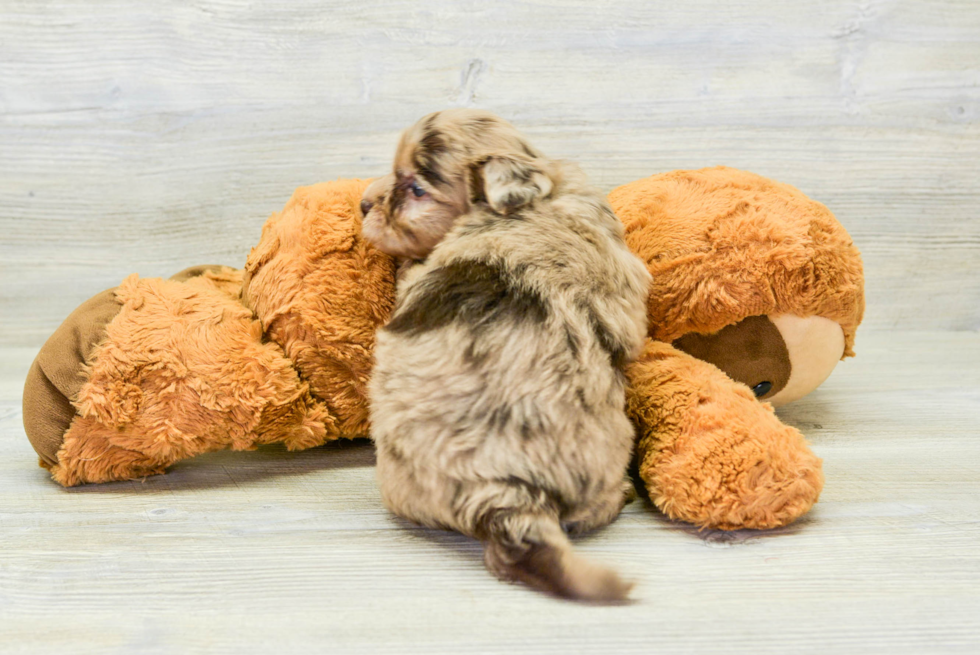 Fluffy Havapoo Poodle Mix Pup