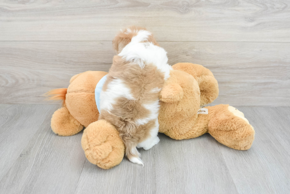 Fluffy Havapoo Poodle Mix Pup