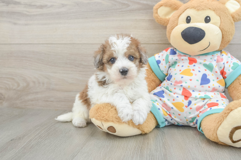 6 week old Havapoo Puppy For Sale - Premier Pups