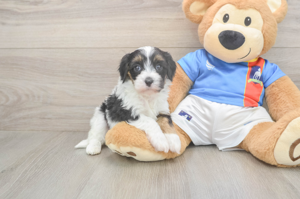 5 week old Havapoo Puppy For Sale - Premier Pups