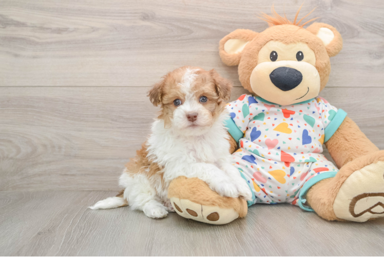 Cute Havapoo Baby
