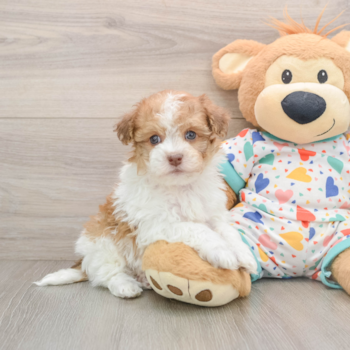 Cute Havapoo Baby