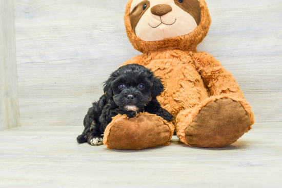 Fluffy Havapoo Poodle Mix Pup