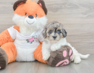 9 week old Havapoo Puppy For Sale - Premier Pups