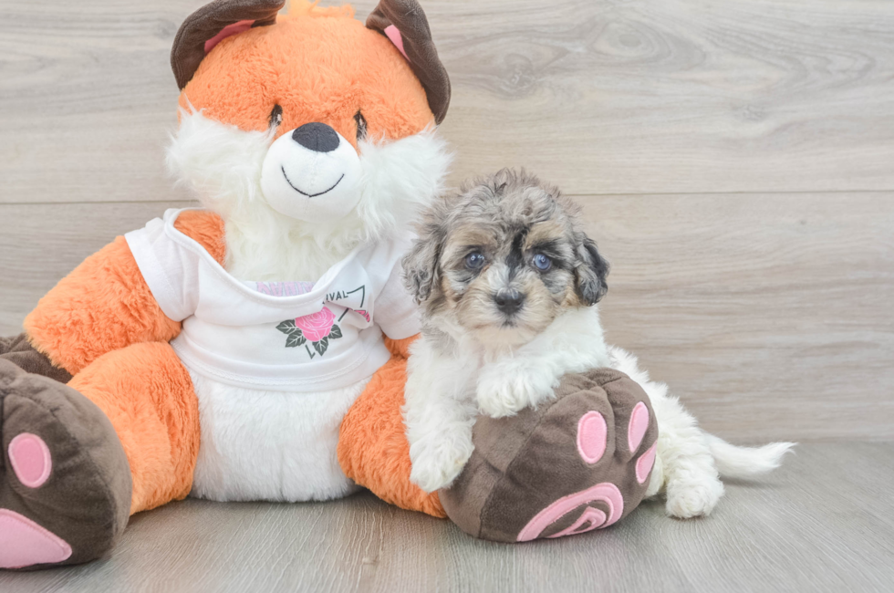 5 week old Havapoo Puppy For Sale - Premier Pups