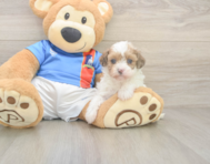 7 week old Havapoo Puppy For Sale - Premier Pups