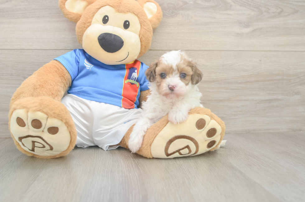 5 week old Havapoo Puppy For Sale - Premier Pups