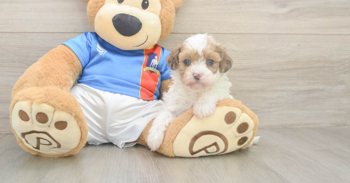 Small Havapoo Esmeralda: 2lb 9oz Doodle Puppy