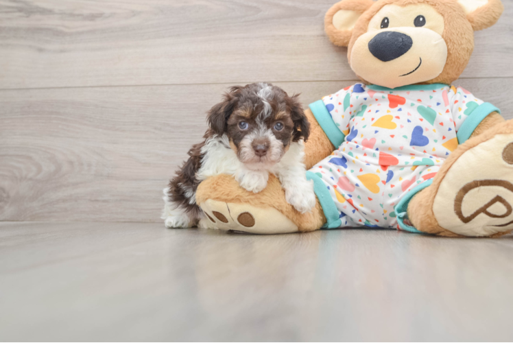 Havapoo Puppy for Adoption