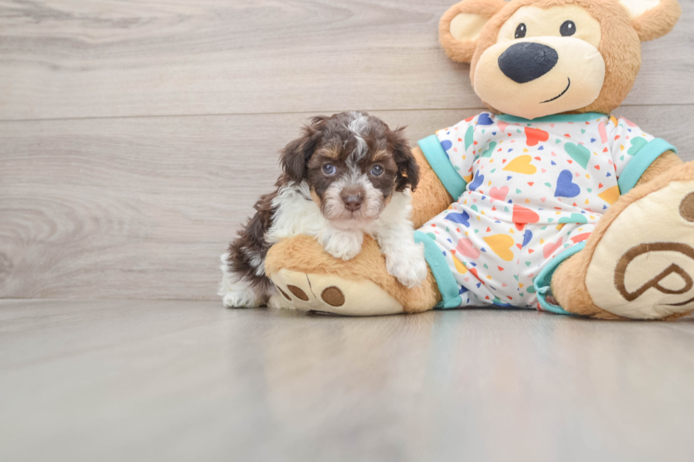 Havapoo Puppy for Adoption