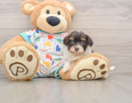 8 week old Havapoo Puppy For Sale - Premier Pups