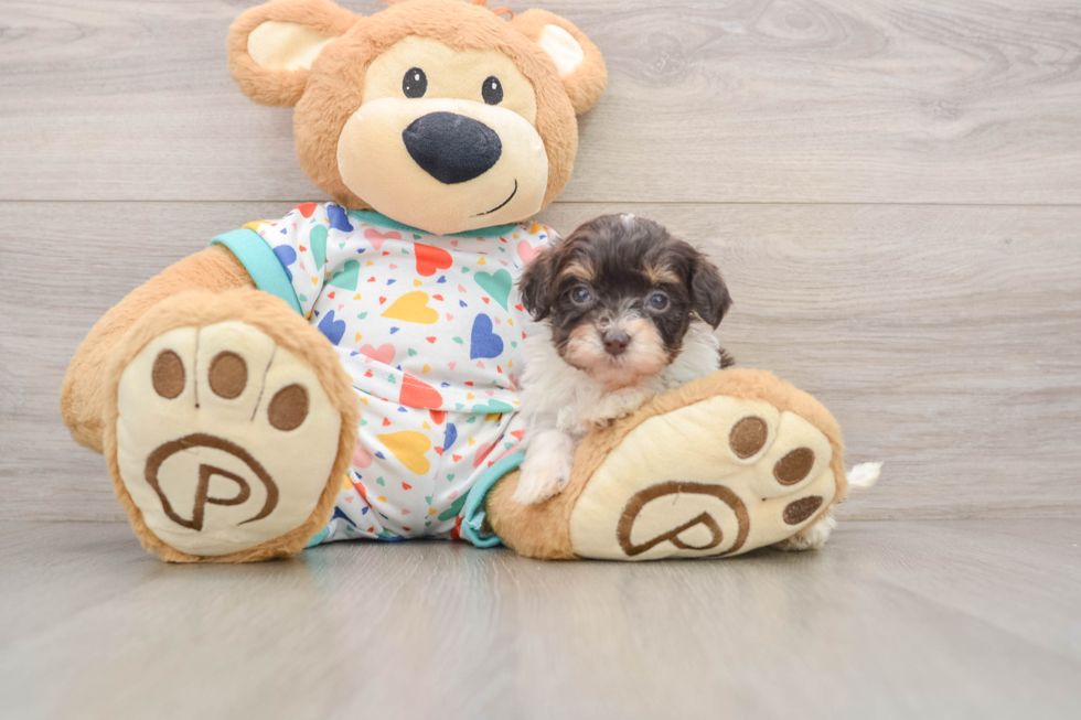Playful Havadoodle Poodle Mix Puppy
