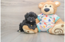Hypoallergenic Havadoodle Poodle Mix Puppy
