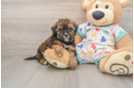 Hypoallergenic Havadoodle Poodle Mix Puppy