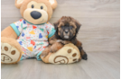 Small Havapoo Baby