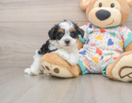 8 week old Havapoo Puppy For Sale - Premier Pups